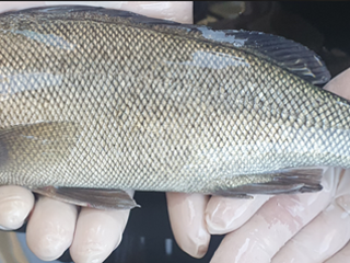 A Silver Perch Fish at Torrumbarry Weir